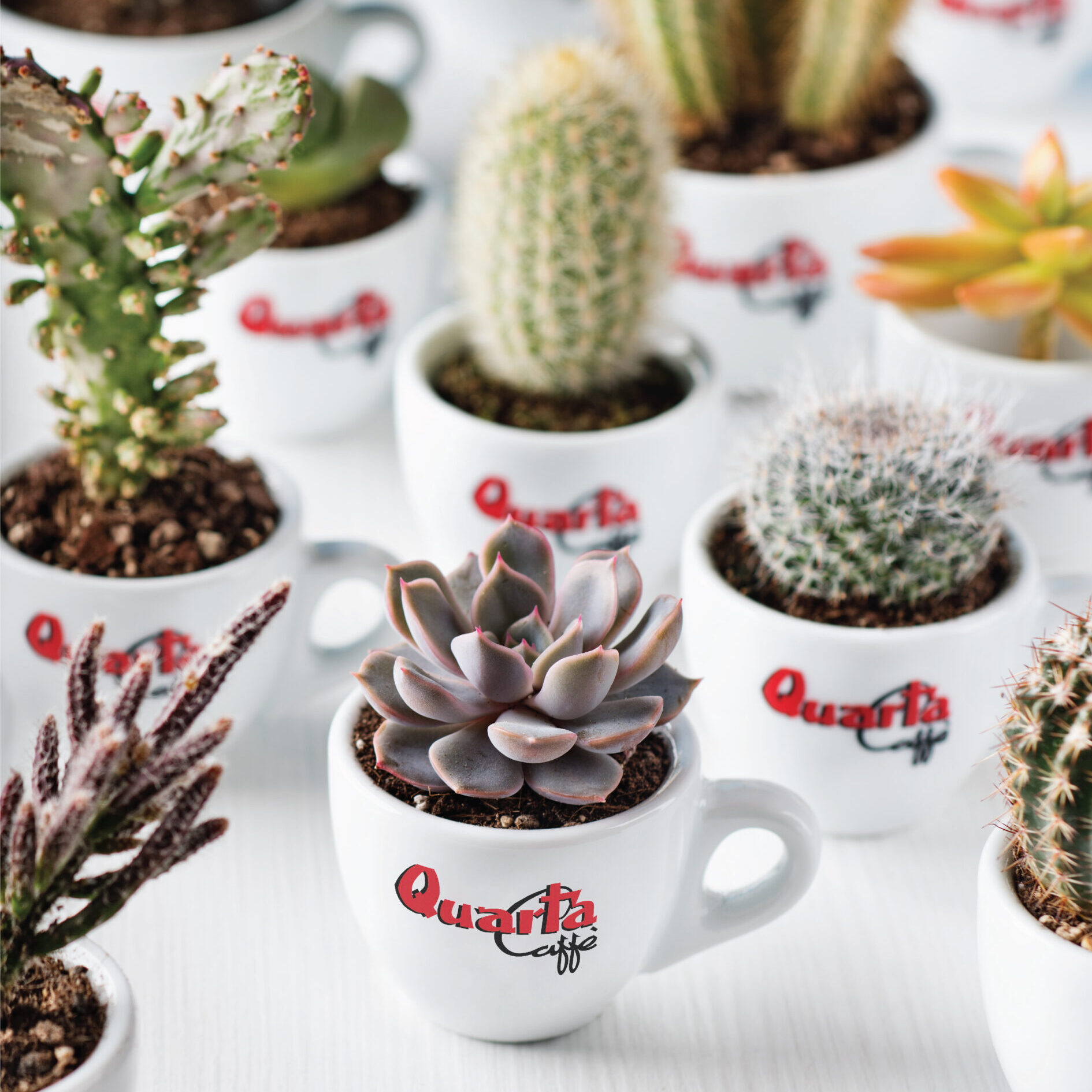 Quarta Caff&egrave;, tazzine usate come vasi per piante grasse