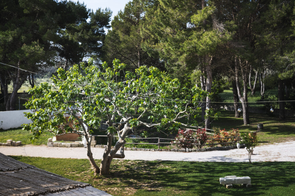 Masseria Rauccio, giardino con alberi di fico e prato