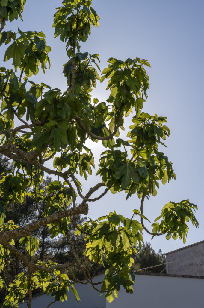 Masseria Rauccio, albero di fico contro il cielo
